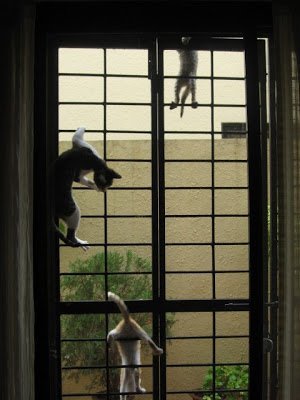 Wordless Wednesday No.8